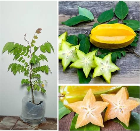 SUDIPTA Star Fruit Carambola Grafted Plant (Hybrid, Pack of 1).